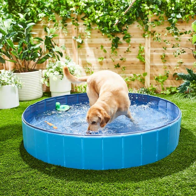 A dog in the swimming pool