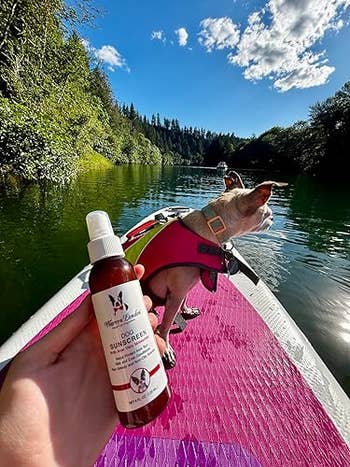 Person holding dog sunscreen on a paddleboard, with a dog in a life jacket enjoying a scenic, tree-lined waterway under a sunny sky