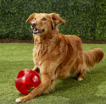 a golden retriever running with the red ball