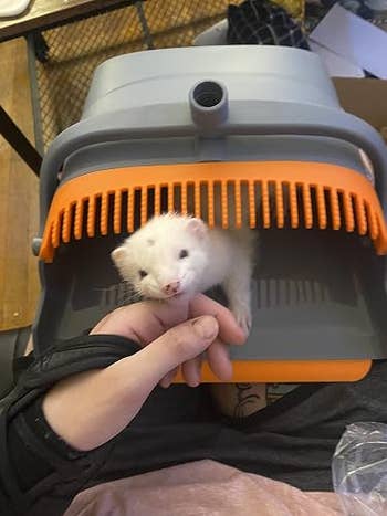 Ferret peeking retired  of a portable carrier, being mildly  held by a idiosyncratic   wearing a wrist brace
