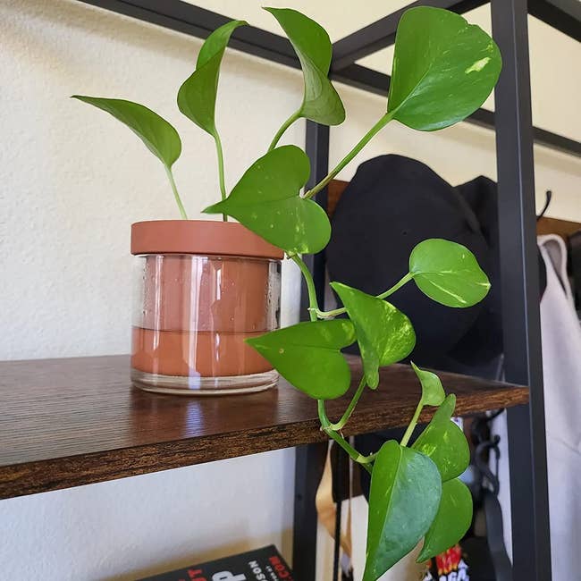 a reviewer shows their pothos plant in the terracotta pot