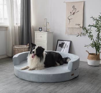 border collie on round blue orthopedic bed