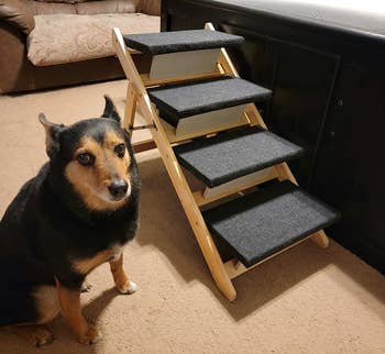 Reviewer image of smaller dog next to side of product next to a bed