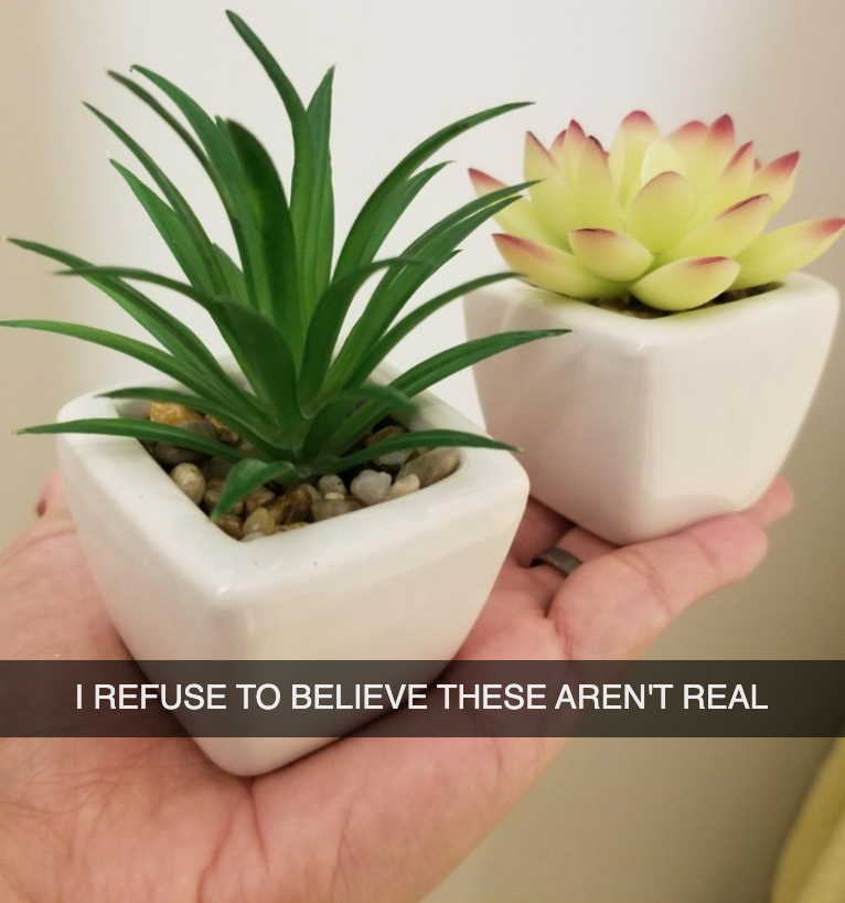 Fake Plants You'd Swear Are Real