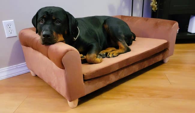 A Rottweiler lounges on a sofa-like dog bed