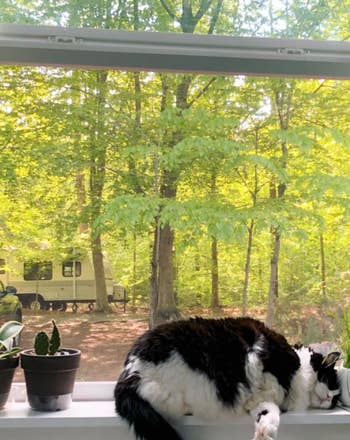 a cat nuzzling the cat grass in a window