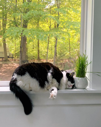 a cat nuzzling the cat grass in a window