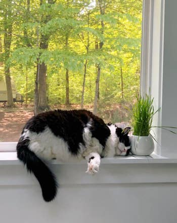 a reviewer's cat nuzzling the cat grass in a window
