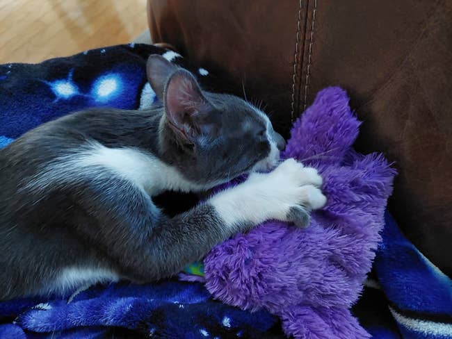 A reviewer's grey and white cat suckling on the purple toy