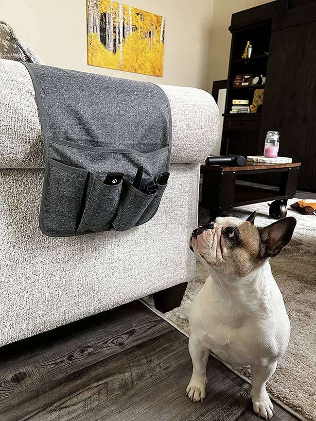 reviewer image of a small dog looking up at remotes in a remote control caddy hanging from a couch arm