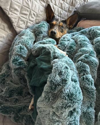 the writer's dog snuggled into the blanket