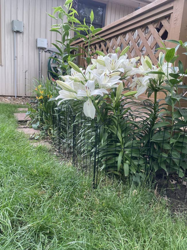 Garden with blooming lilies adjacent to a woody deck, bordered by a tiny ligament fence, creating a serene backyard setting