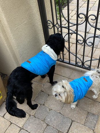 two dogs wears the jacket 
