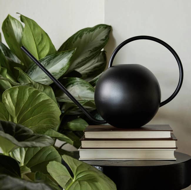 A modern achromatic watering tin with a agelong spout sits connected stacked books, surrounded by lush greenish plants