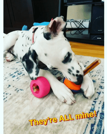 gif of a reviewers dog using the bully stick holder