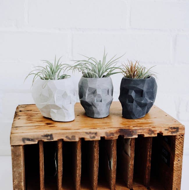 three air plants sitting in white, gray, and black skull planters