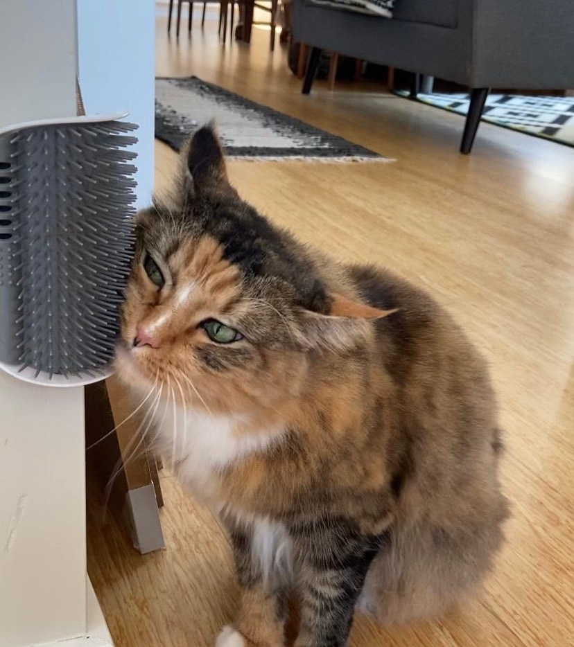 reviewer's cat rubbing its face on the corner mounted toy