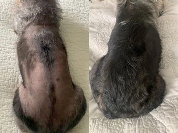 left: another reviewer photo with back and bottom missing tons of fur with redness and irritation / right: after taking the supplement, irritation is gone and the hair has grown back