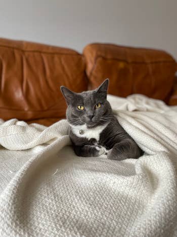 the same cat with the blanket on a couch