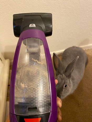 reviewer holding their vacuum up in front of the their bunny