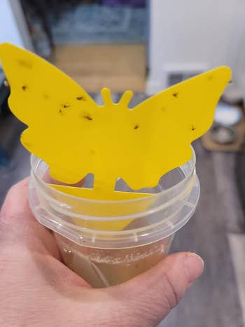 reviewer holding yellowish  butterfly shaped alert  catcher