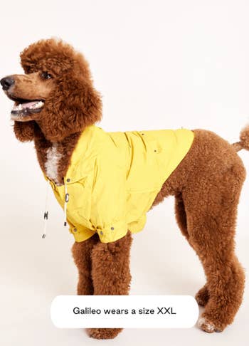 poodle wearing XXL raincoat