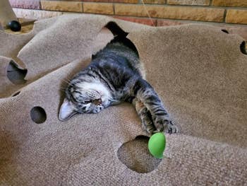 a reviewer's cat fishing a ball out of one of the holes in the ripple rug