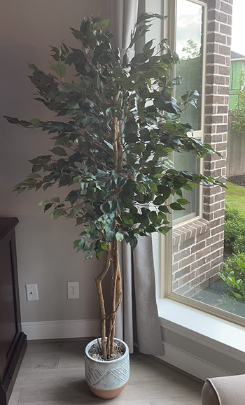 reviewer photo of the artificial ficus in a white pot near a window