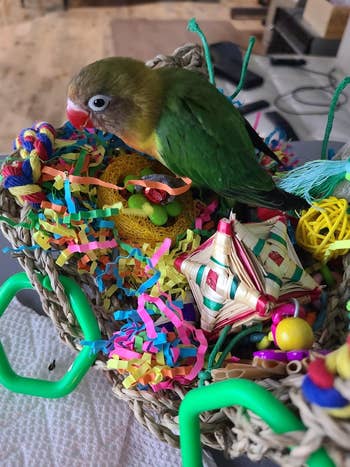 Parrot perched on a basket filled with sparkling toys and paper, developing a shiny and waggish environment
