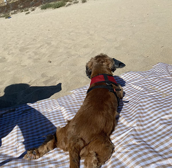 A reviewer dog on the blanket at the beach