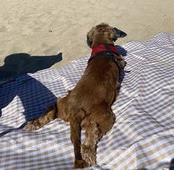 A reviewer dog on the blanket at the beach