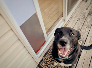 Black dog smiling sitting outside the dog door