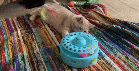 gif of a cat playing with the fluttering butterfly toy