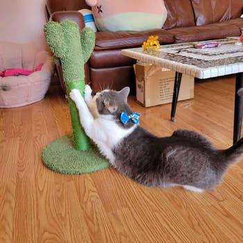 Cat playing with a vertical scratching post, wearing a blue bow tie, in a living room setting