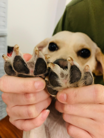 close up fo the same puppy's paws with fur trimmed