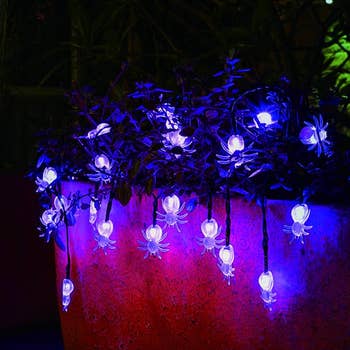 the spider string lights arranged so that they're on and hanging from a plant