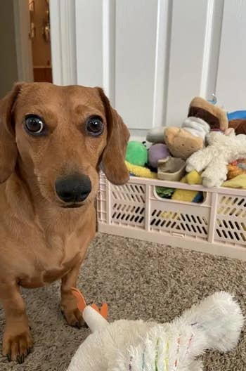 a reviewer uses the pink crate for dog toys and shows the dog sitting beside it