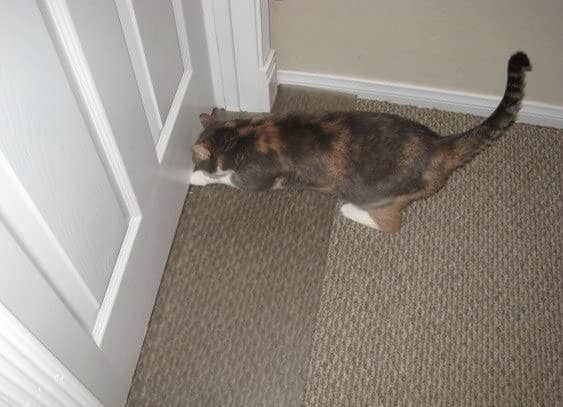 a cat attempting to claw the carpet underneath a door but unable to because of the clear scratch stopper inserted underneath