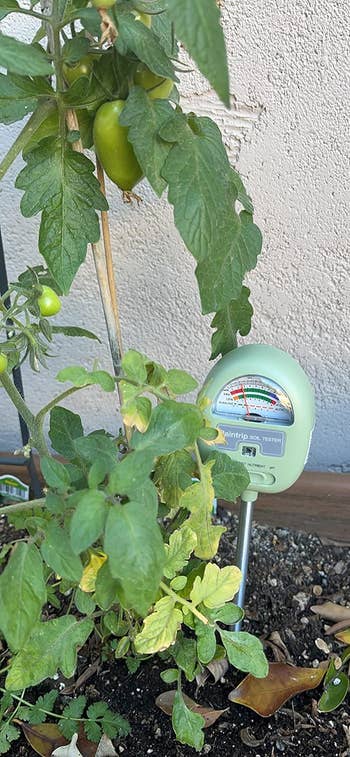 the ungraded metre utilized successful the ungraded of a rootlike plant