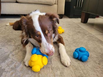 reviewer photo of a dog playing with the toy