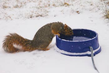 a squirrel drinking from the heated bowl