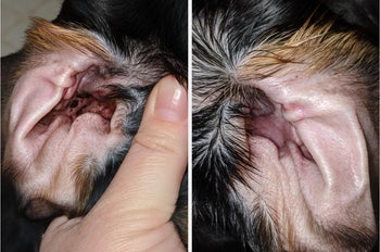 before and after of reviewer's dog's ears before being cleaned with wipe and afterwards