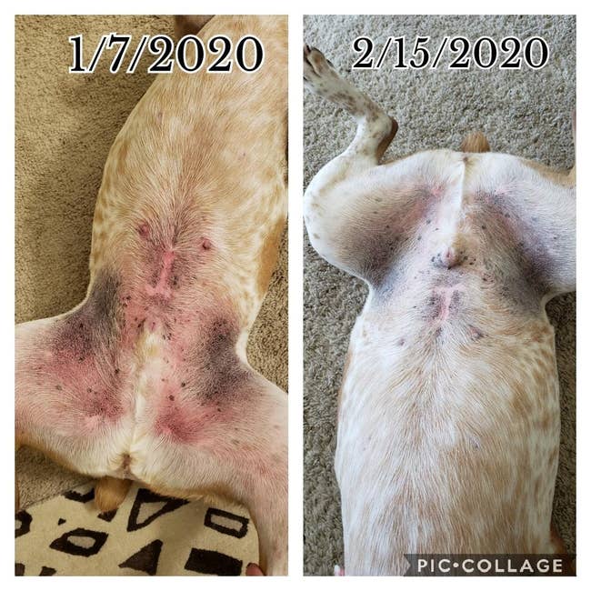 reviewer photos one month apart of a dog's red, irritated belly and then after looking clear without any redness or irritation