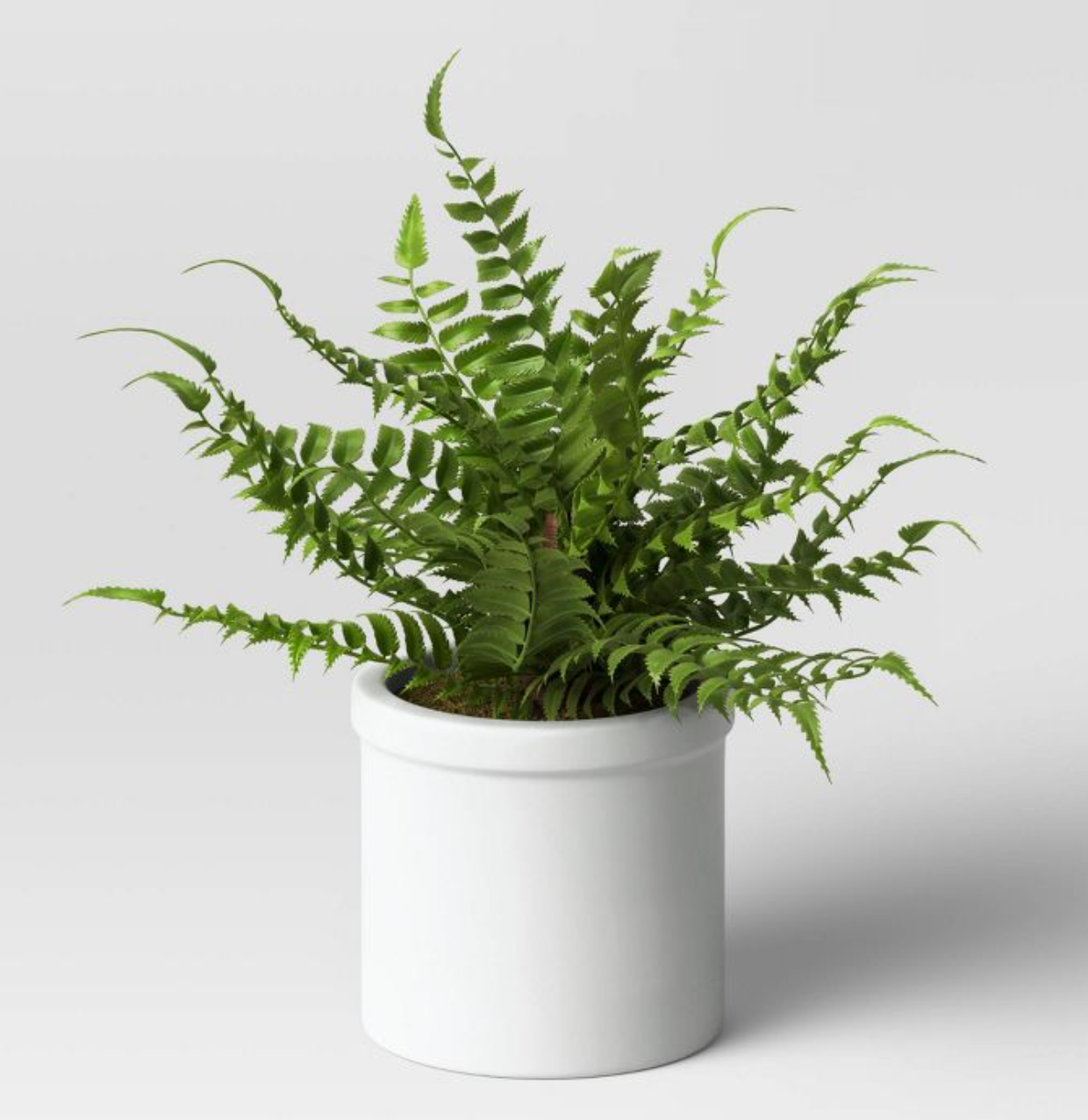 A small Boston fern inside of a mini white pot on a white background