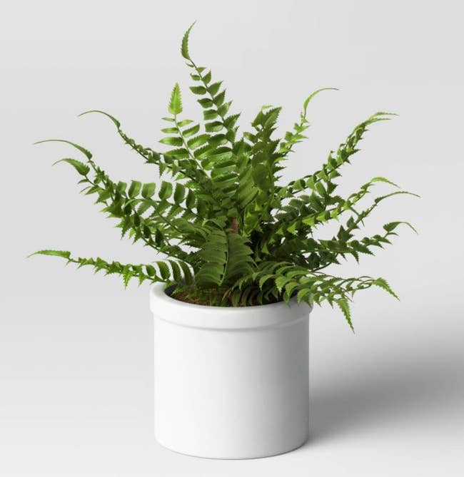A small Boston fern inside of a mini white pot on a white background