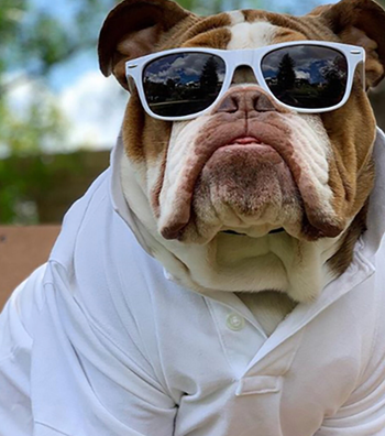 A dog wearing the sunglasses in white