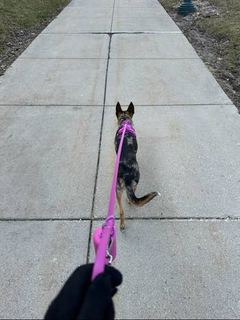 hand holding a pink leash with a dog walking