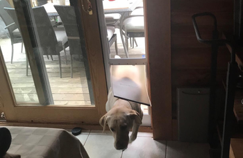 Reviewer's door entering home through doggy door