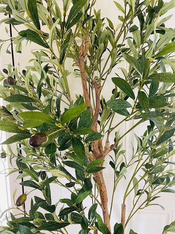 a adjacent  up   of the tree