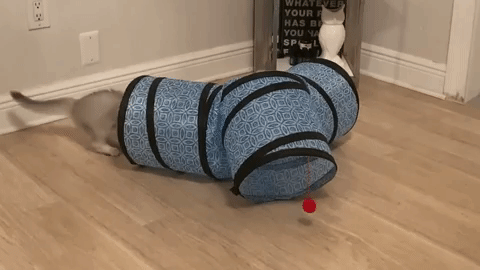 gif from a reviewer's video of their cat playing in the tunnel